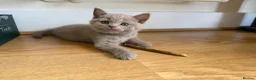 British Shorthair cats for sale: Baby Kittens British Shorthair in Gravesend - Advert 3