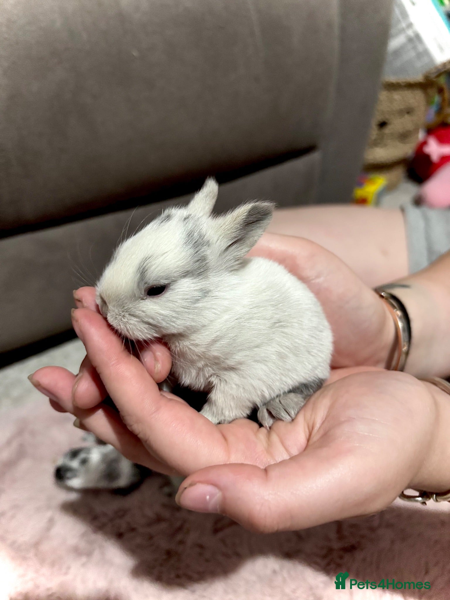 Lionhead rabbits Four Lionhead Babies - Advert 2