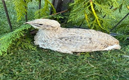Quail poultry for sale: Coturnix Quail POL - Image 3