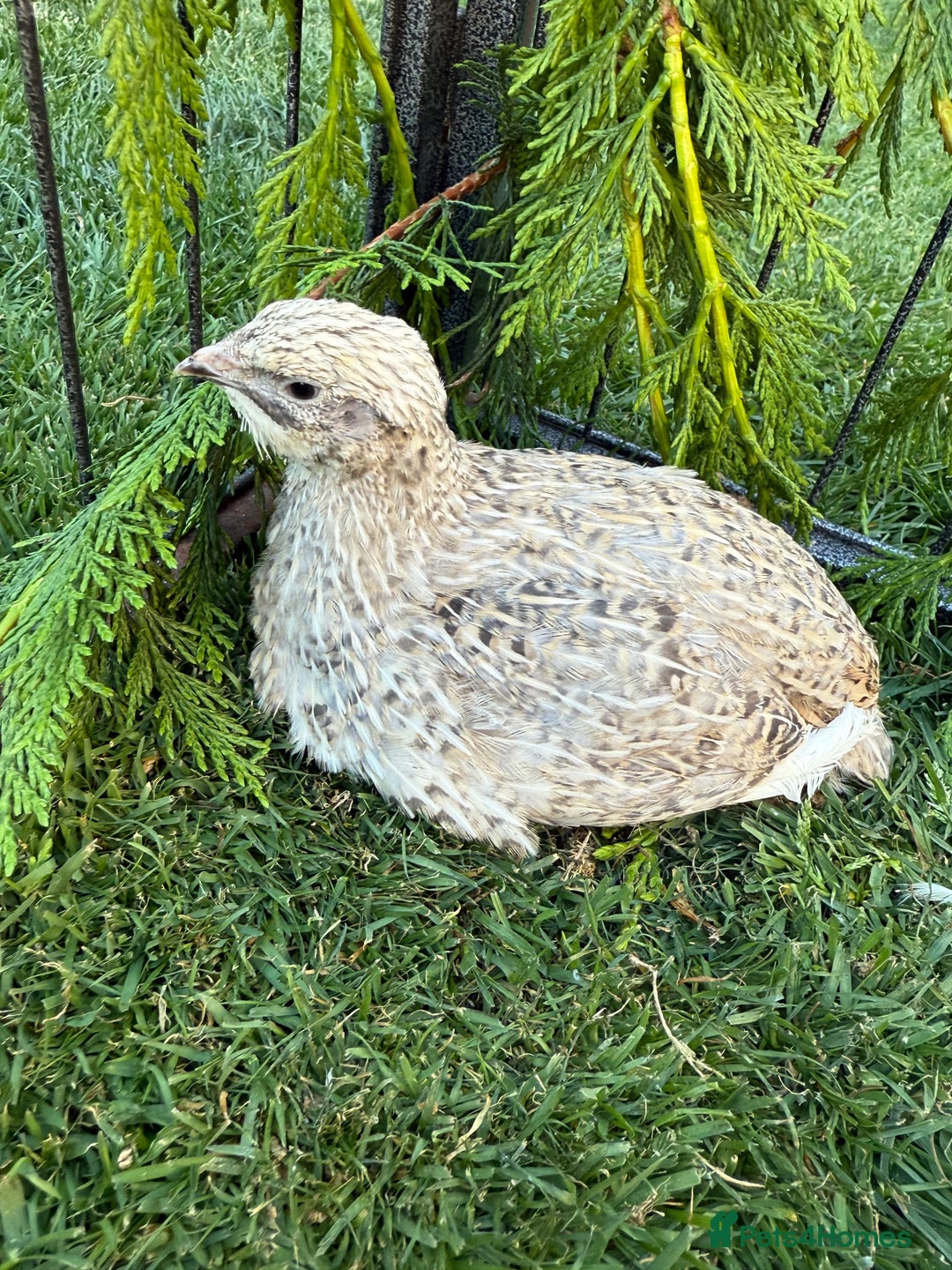 Quail poultry for sale: Coturnix Quail POL - Image 3