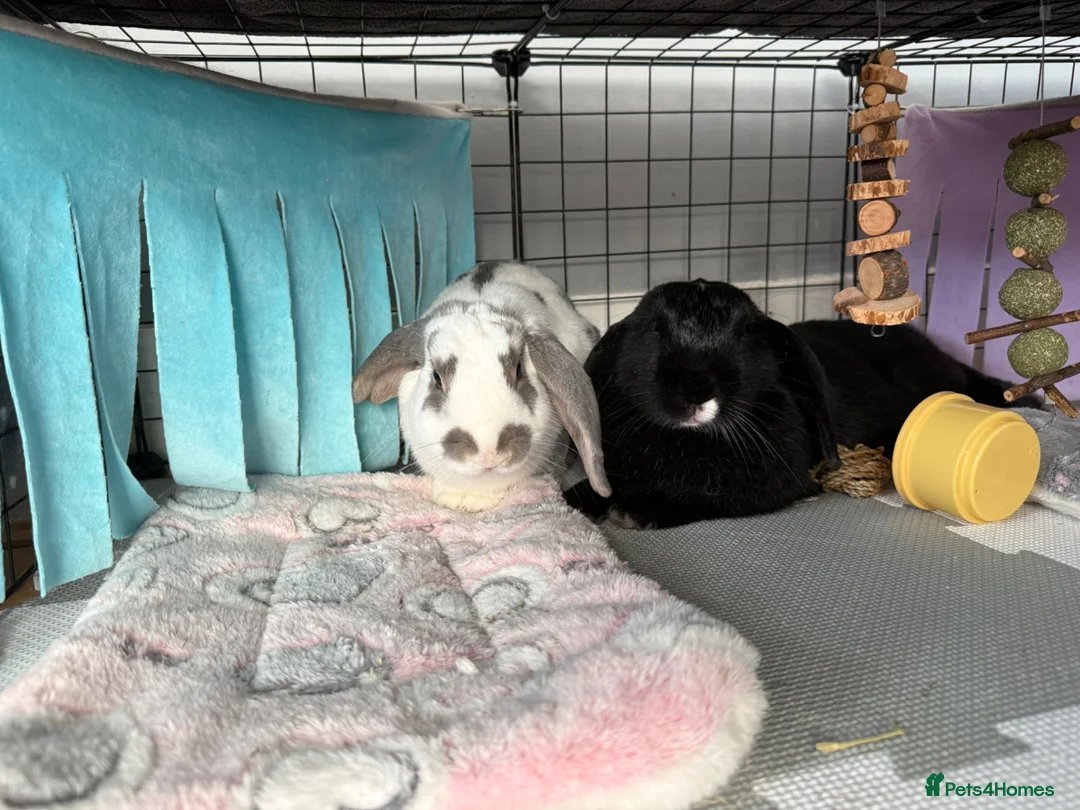 Mixed Breed rabbits for sale: Bonded Rabbits 1 male and 1 female. in South Croydon - Advert 2