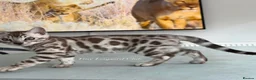 Bengal cats for sale: Stunning Snow Bengals - TICA Full Pedigree  - Advert 22