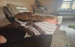 Mixed Breed dogs for sale: 6 month old cocker spaniel cross Staffordshire  - Image 2
