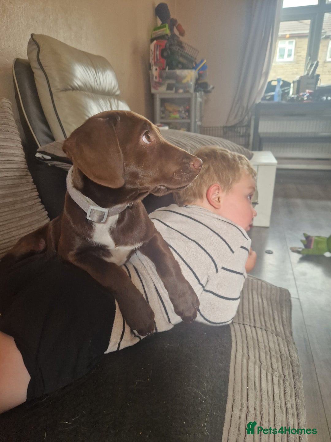 Mixed Breed dogs for sale: 6 month old cocker spaniel cross Staffordshire  - Image 2