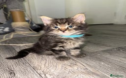 Mixed Breed cats for sale: Beautiful Kittens for sale!  - Image 3