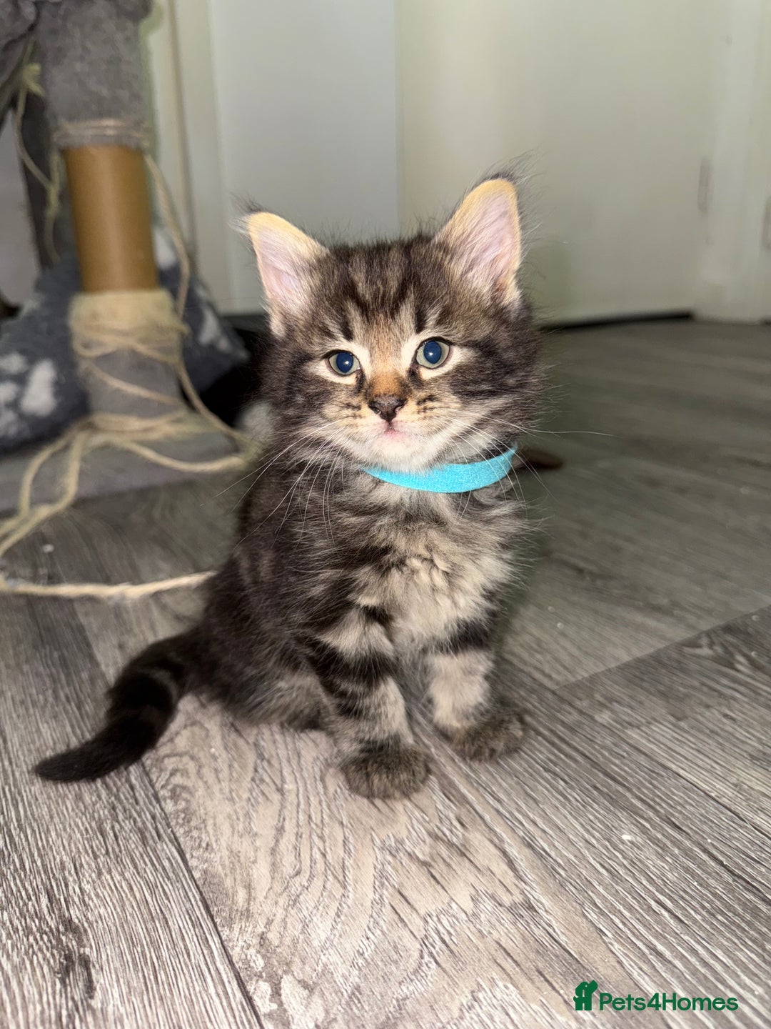 Mixed Breed cats for sale: Beautiful Kittens for sale!  - Image 3