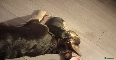 French Bulldog dogs - Advert 10
