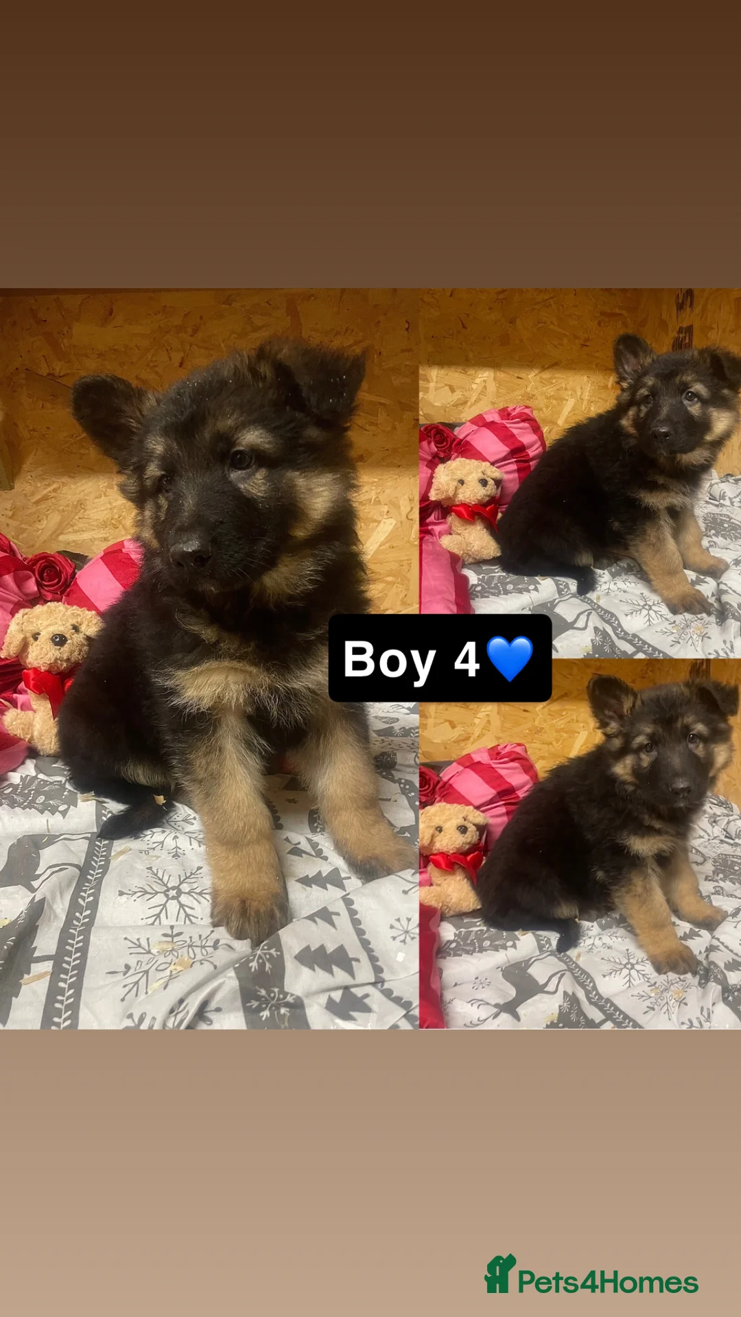 German Shepherd dogs for sale: Long hair German shepherd puppies  - Advert 5
