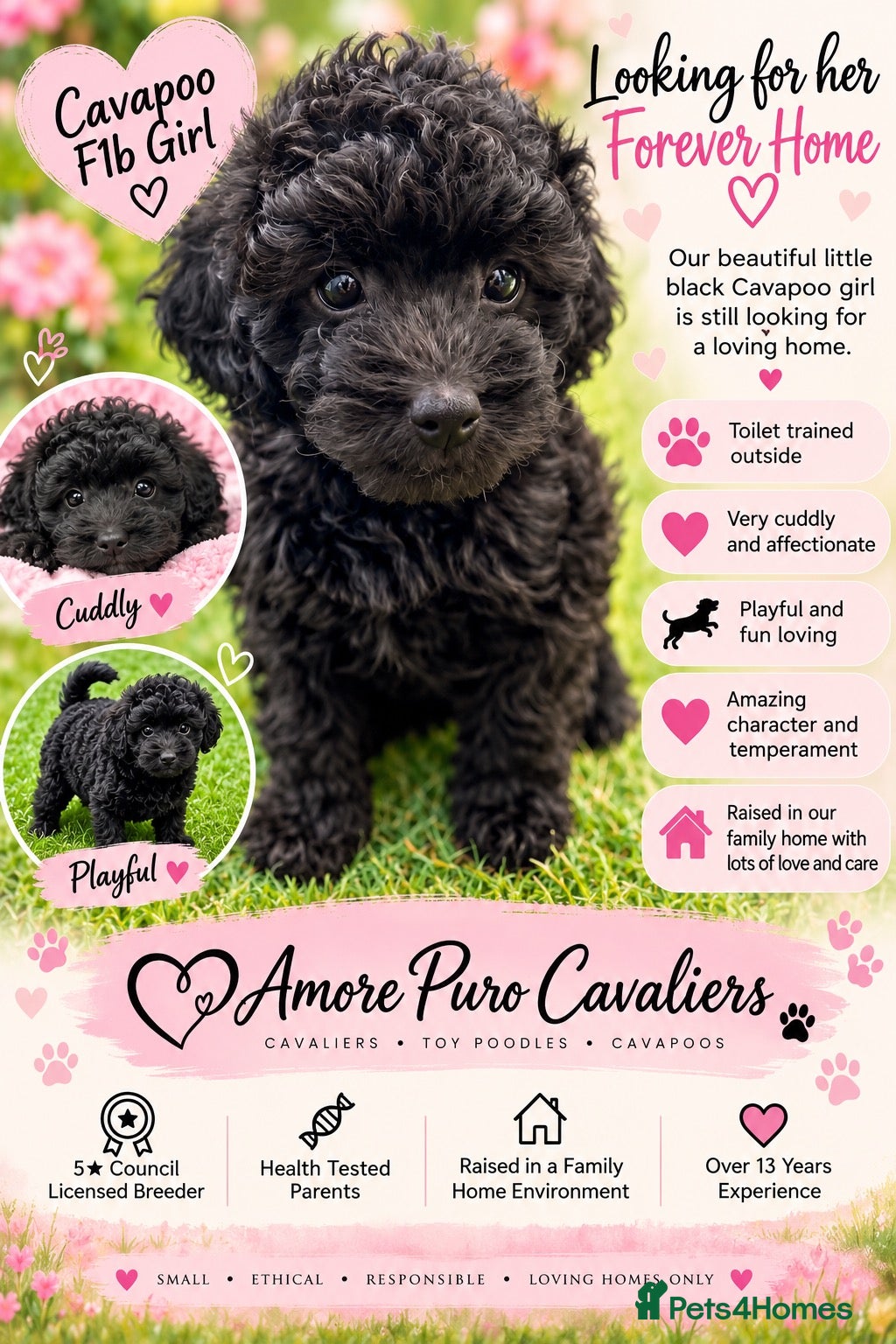 Cavapoo dogs Beautiful Black F1b Cavapoo Girl DNA tested lines - Advert 1