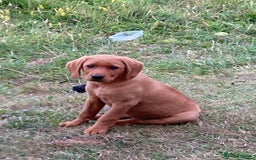 Labrador Retriever dogs for sale: Gorgeous fox red Labrador - Image 3