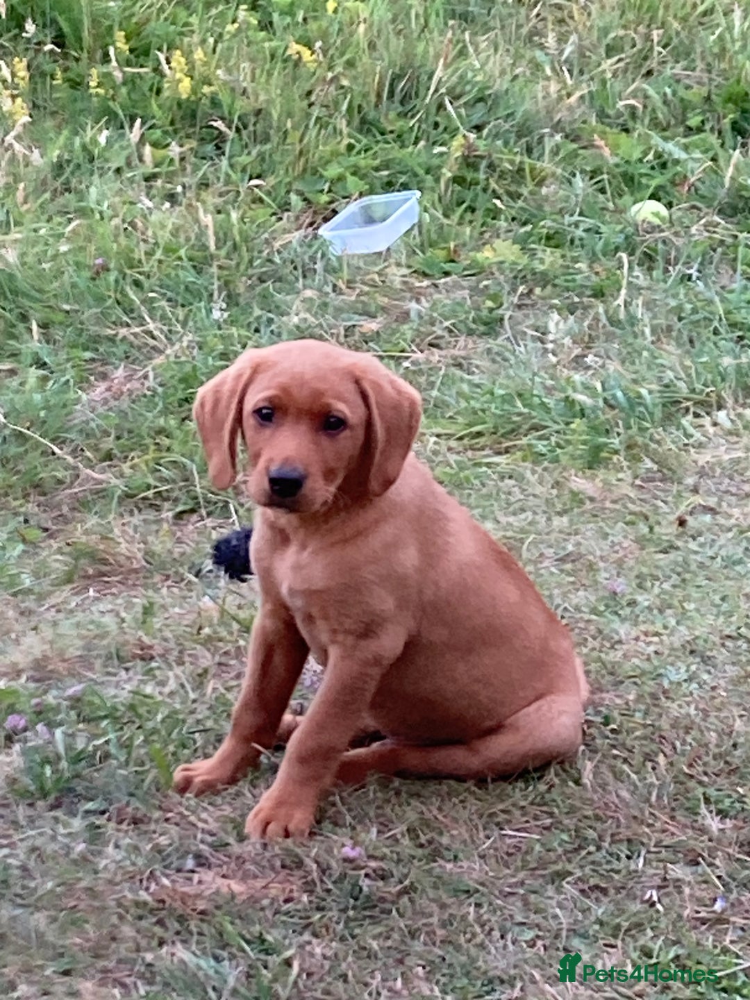 Labrador Retriever dogs for sale: Gorgeous fox red Labrador - Image 3