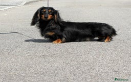 Miniature Dachshund dogs for sale: Handsome quality long haired male available  - Image 23