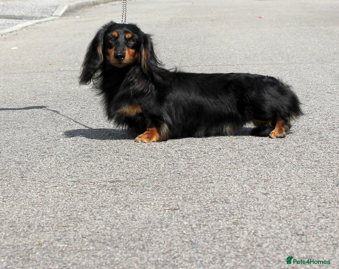 Miniature Dachshund dogs for sale: Handsome quality long haired male available  - Image 23