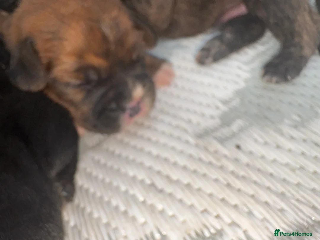 French Bulldog dogs for sale: Beautiful French Bulldog puppies - Advert 2