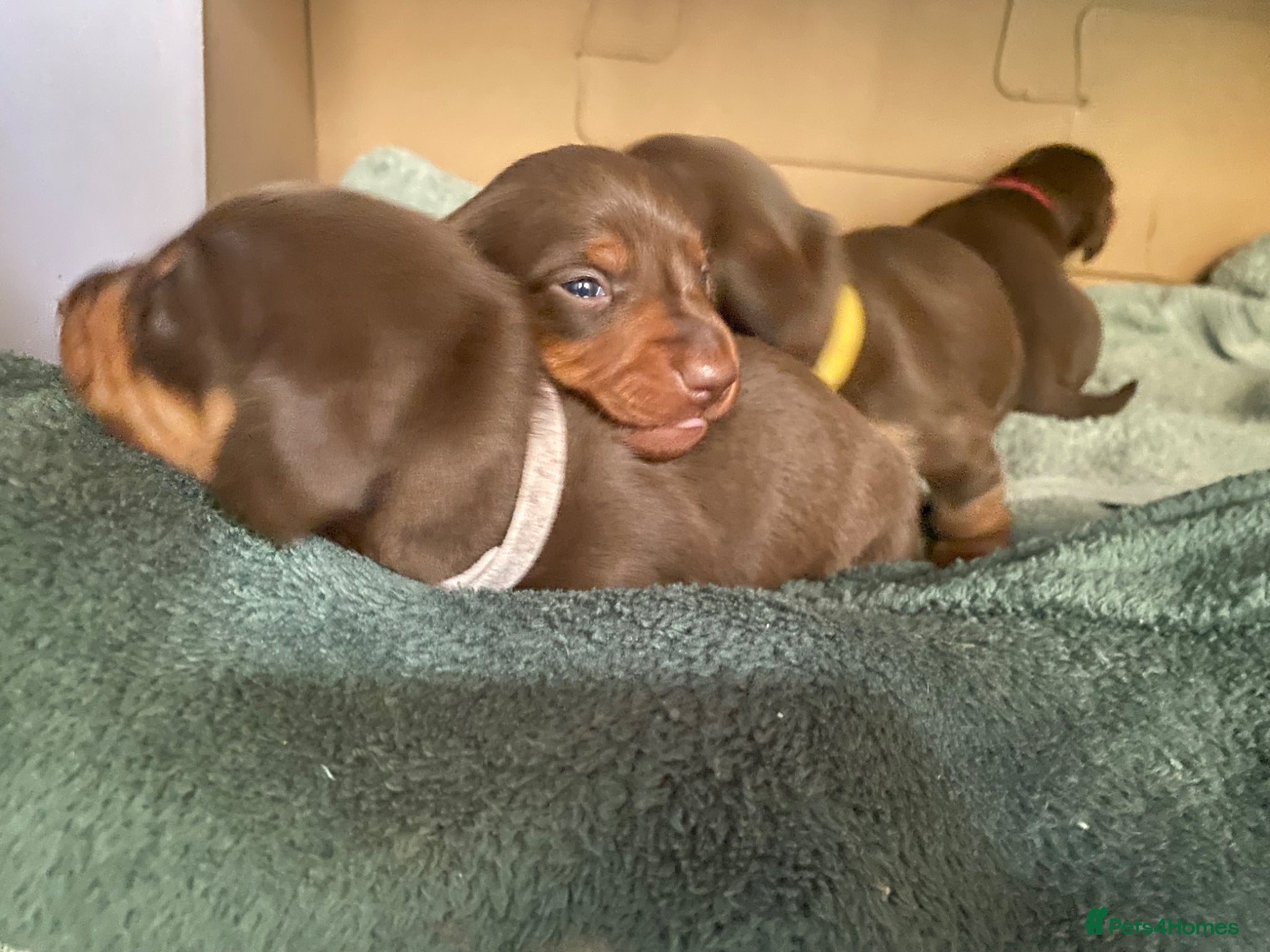 Miniature Dachshund dogs Beautiful Chocolate & Tan Miniature Dachsunds - Advert 6