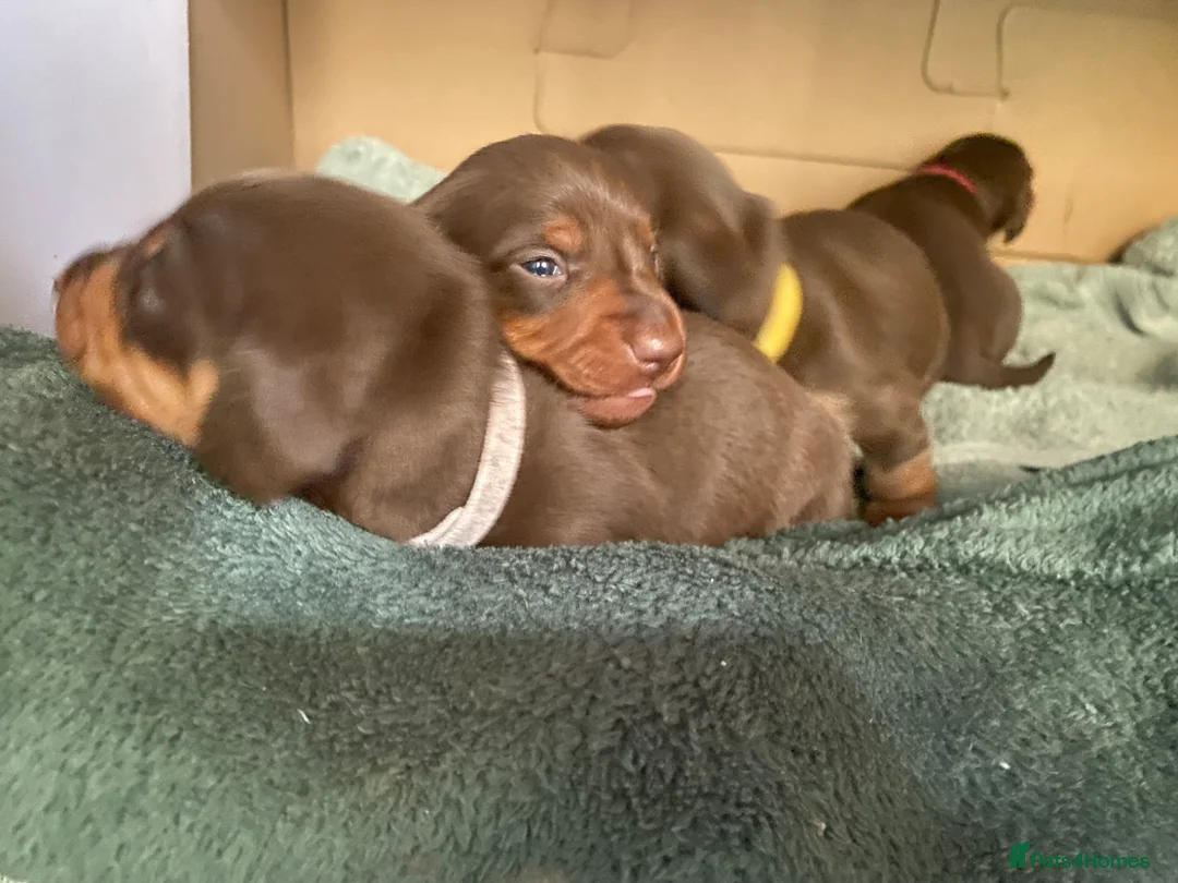 Miniature Dachshund dogs for sale: Stunning Chocolate & Tan Miniature Dachshund  - Advert 1
