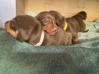 Miniature Dachshund dogs Stunning Chocolate & Tan Miniature Dachshund - Advert 1