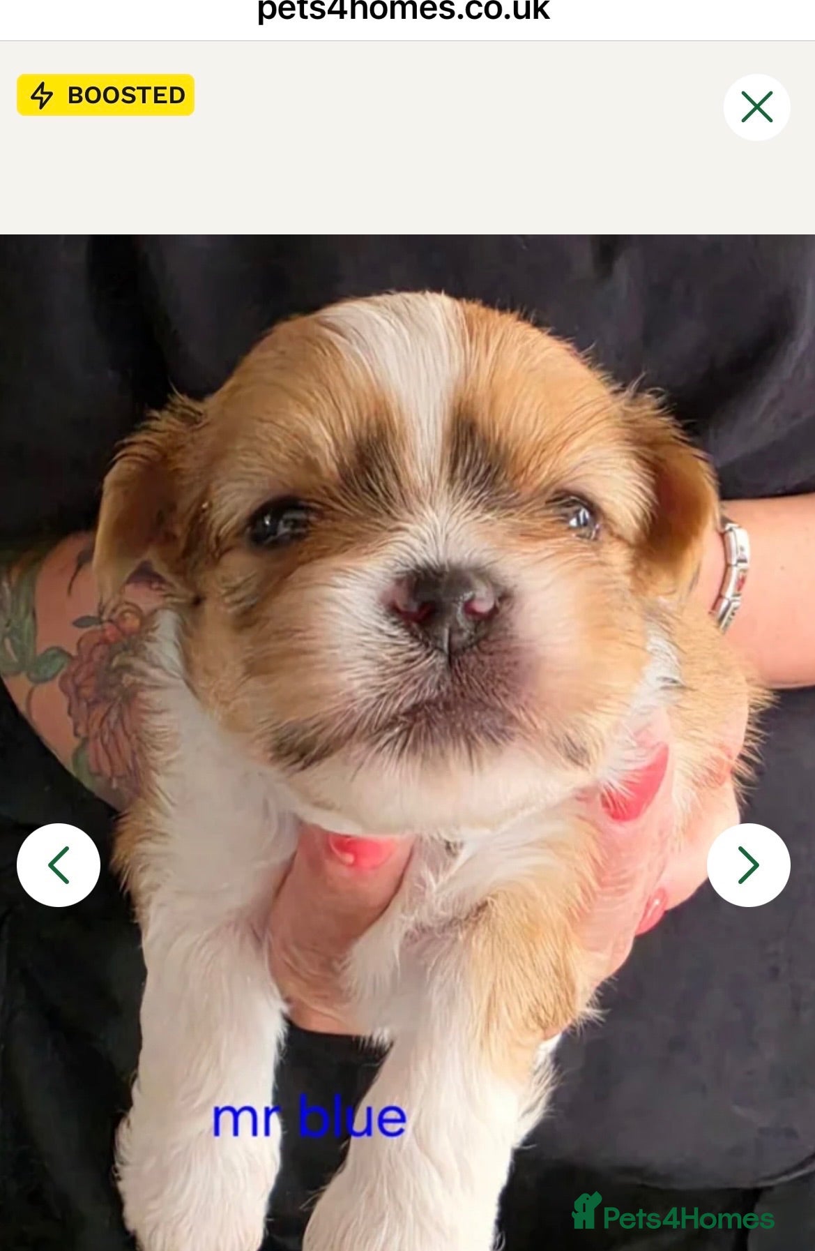 Lhasa Apso dogs KC REG LHASA APSO PUPS  - Advert 3