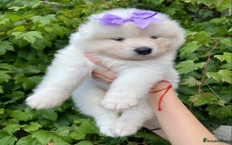 Samoyed dogs for sale: Beautiful Samoyed puppies  - Image 19