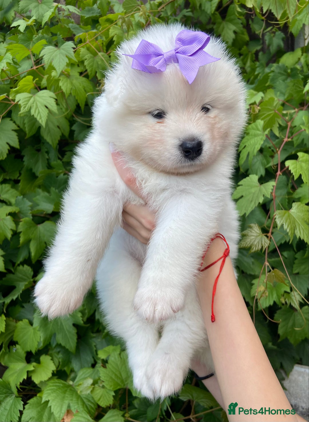 Samoyed dogs for sale: Beautiful Samoyed puppies  - Image 19