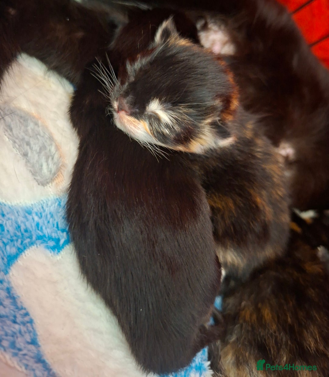 Domestic Shorthair cats for sale: 3 Tortoiseshell & 1 Black Kitten For Sale  - Image 6