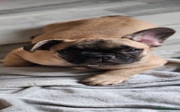 French Bulldog dogs for sale: 🐶3 french bulldogs left, price reduced £500🐶 - Image 2