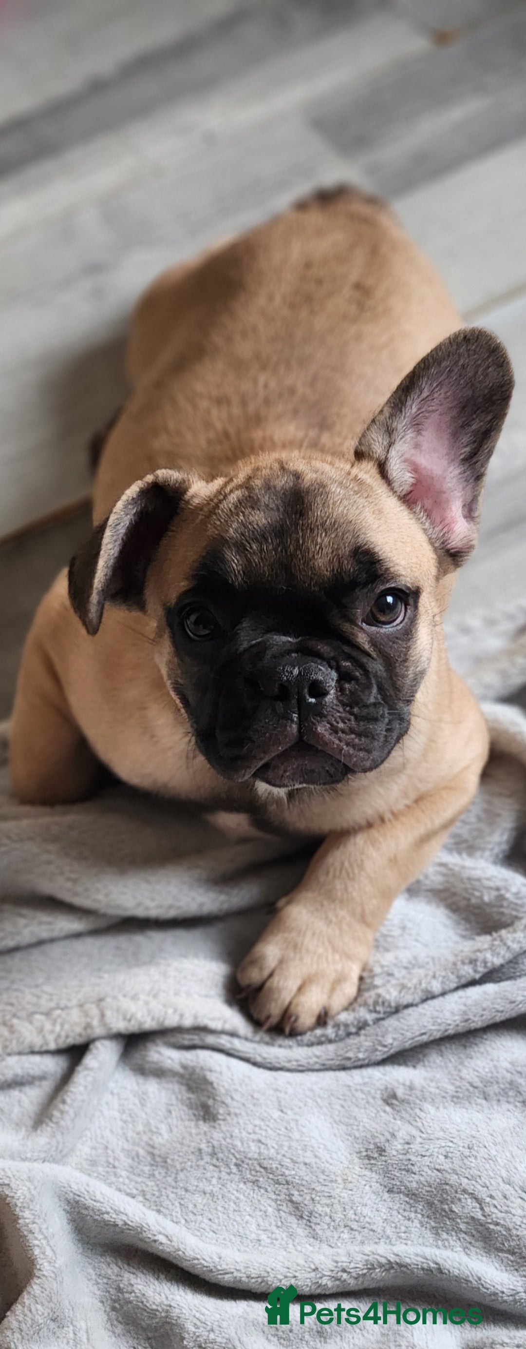 French Bulldog dogs for sale: 🐶3 french bulldogs left, price reduced £500🐶 - Image 2