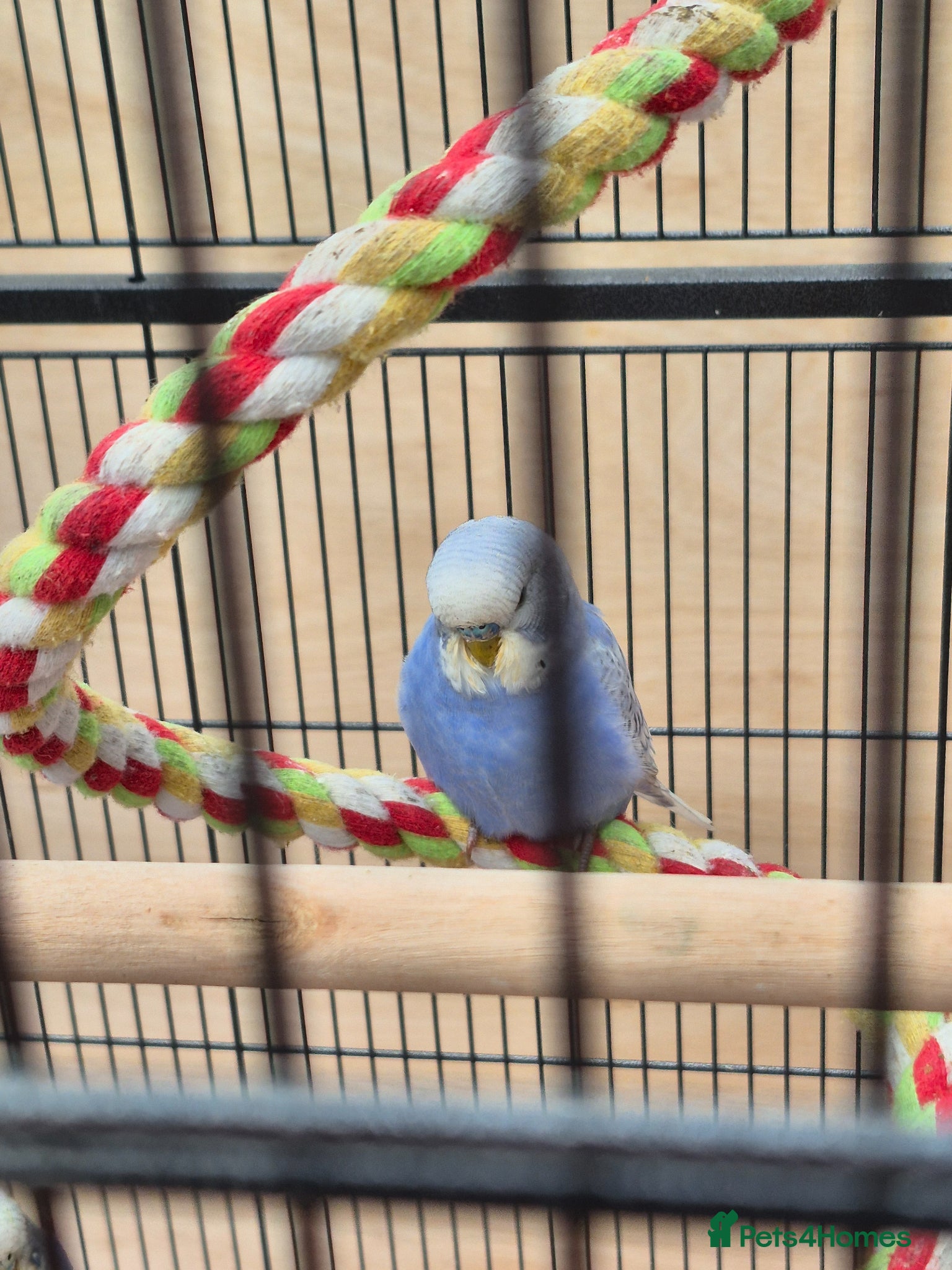 Budgerigars birds Baby Budgies for Sale. - Advert 1