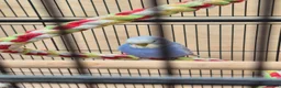 Budgerigars birds for sale: Baby Budgies for Sale. - Advert 1