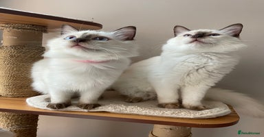Ragdoll cats - Advert 1