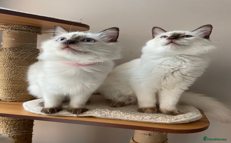 Ragdoll cats - Advert 16