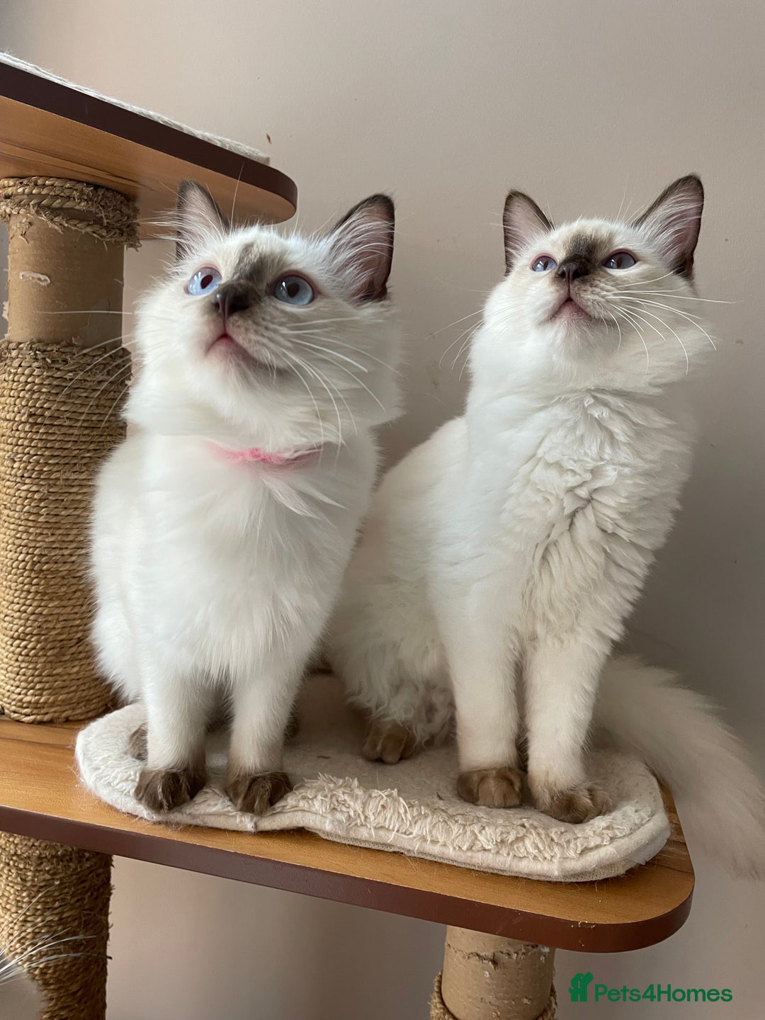 Ragdoll cats for sale: Ragdoll kittens from Moonliteyecats  - Image 2