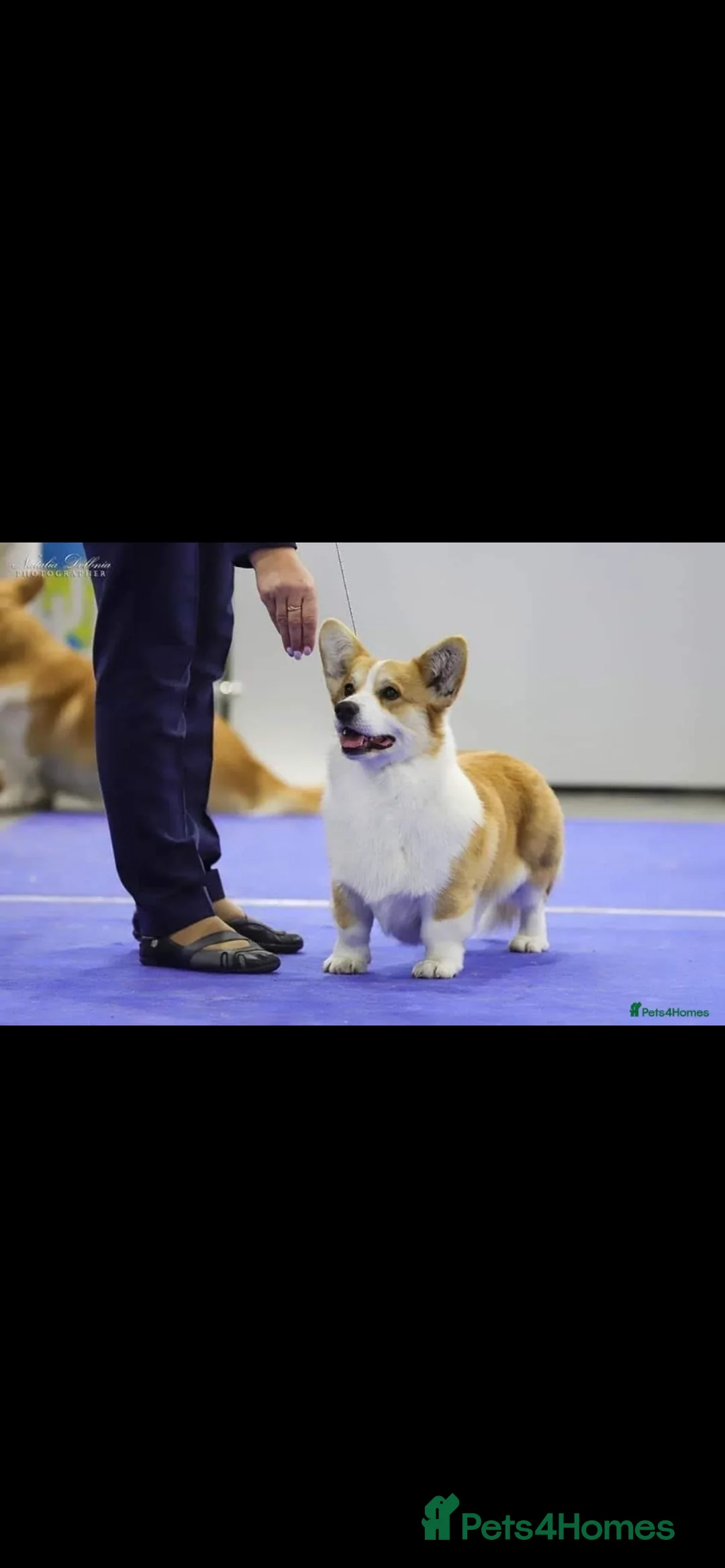 Welsh Corgi Pembroke dogs for sale: KC registered corgi puppies need a new home - Advert 2
