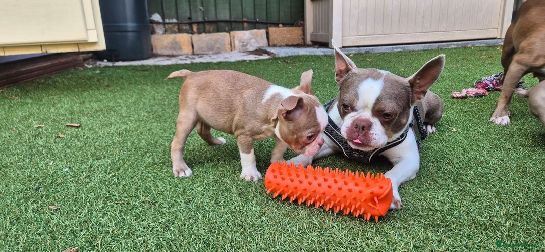 Boston Terrier dogs for sale: KC Reg female Boston Terrier Puppy  in Bristol - Image 2