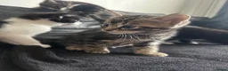 Mixed Breed cats for sale: Playful mixed breed kittens  in Milton Keynes - Advert 7