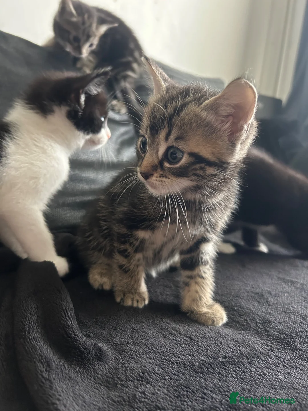 Mixed Breed cats for sale: Playful mixed breed kittens  in Milton Keynes - Advert 7