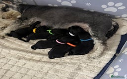 Miniature Schnauzer dogs for sale: ONLY 4 left - Image 3