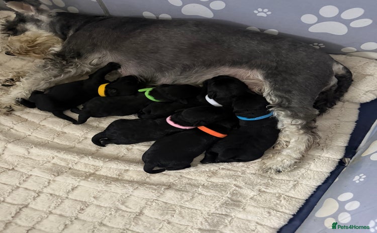 Miniature Schnauzer dogs - Advert 9