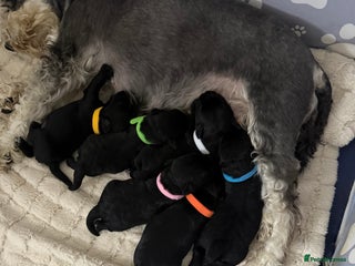 Miniature Schnauzer dogs for sale: ❤️🐾LAST BOY REMAINING🐾❤️ - Advert 1