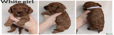 Cockapoo Puppy 7