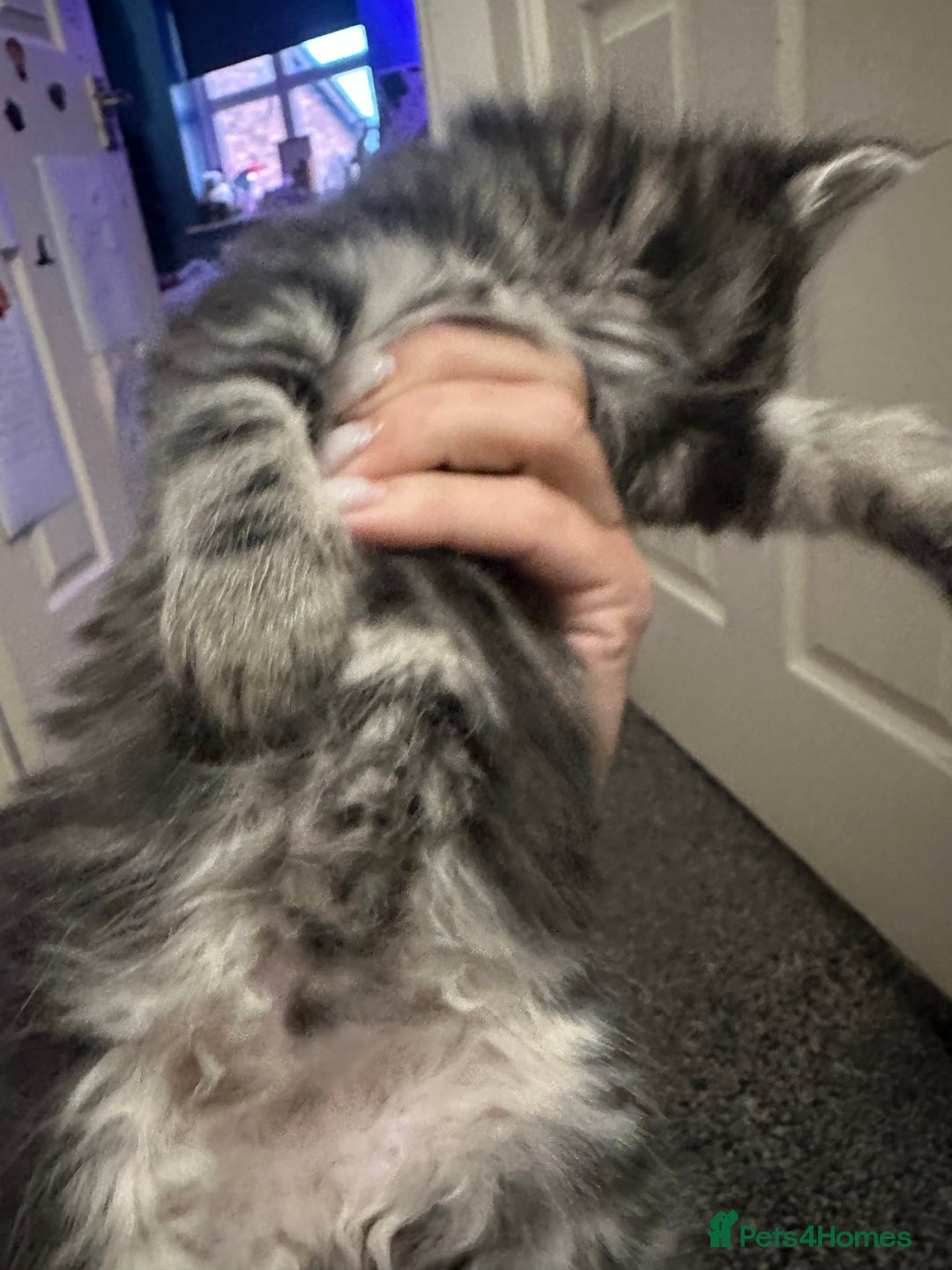 Ragdoll cats for sale: Ragdoll x Maincoone loving babies - Image 23