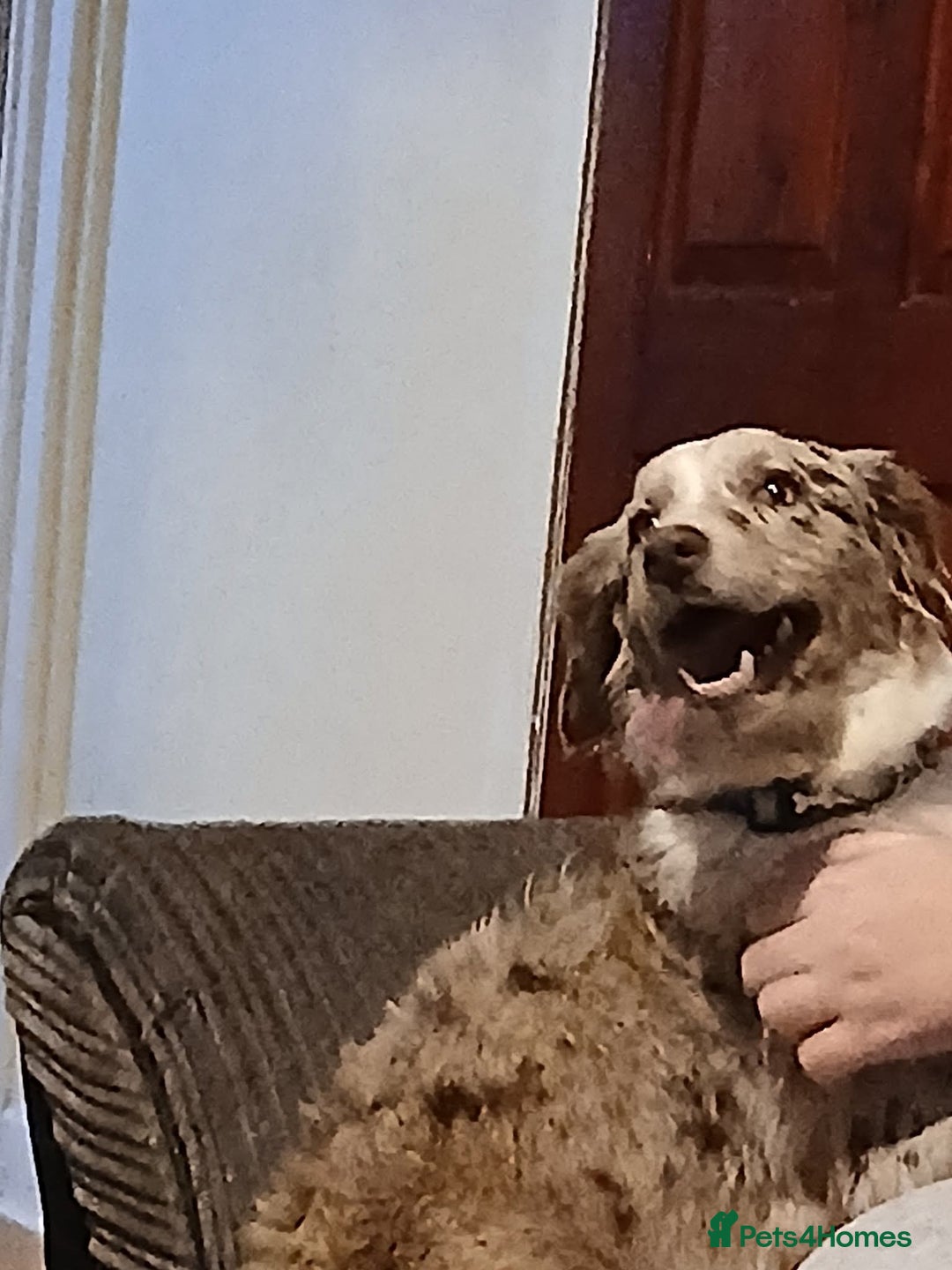 Mixed Breed dogs for sale: Lara  - Advert 2