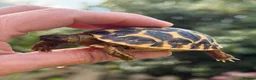Tortoise reptiles for sale: Baby Indian star tortoise ready now UK captivebred - Advert 5