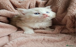 Maine Coon cats for sale: Half Maine Coon kittens - Image 1