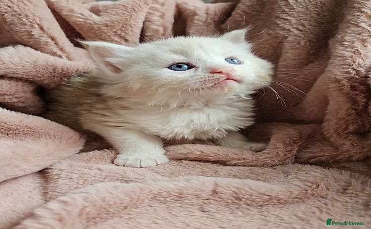 Maine Coon cats - Advert 13