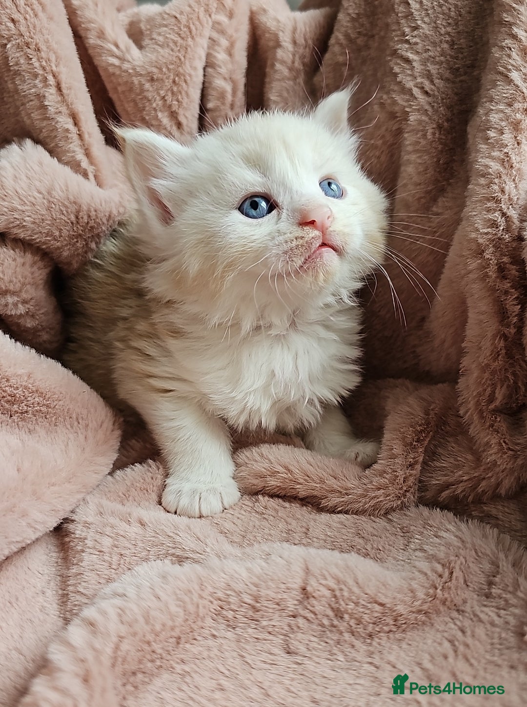 Maine Coon cats for sale: Half Maine Coon kittens - Image 1