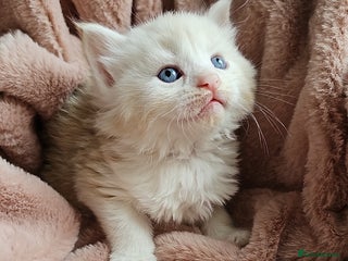 Maine Coon cats - Advert 7