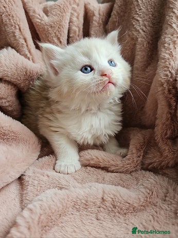 Maine Coon cats - Advert 13
