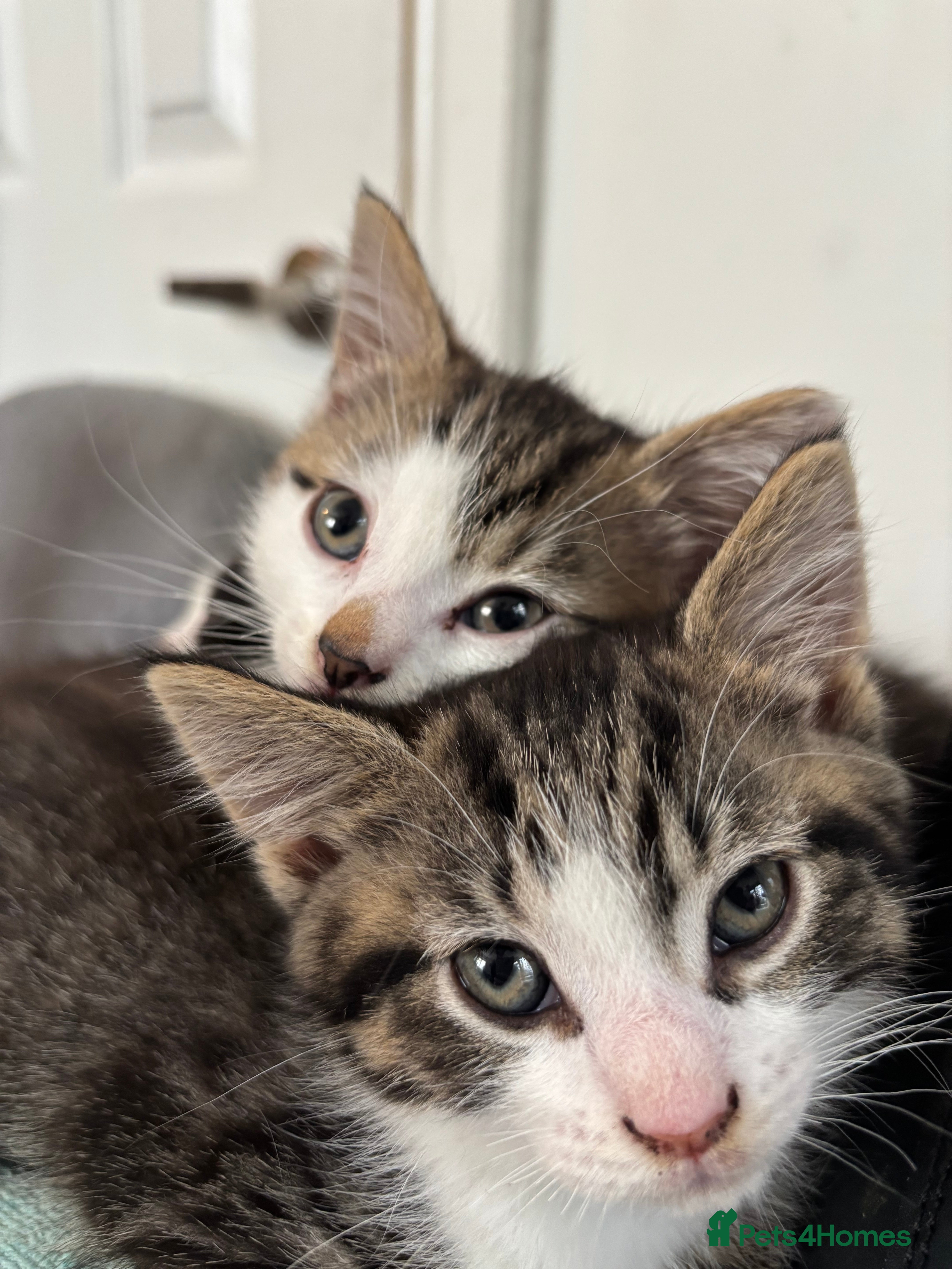 Mixed Breed cats beautiful babies 🩷💙 - Advert 2