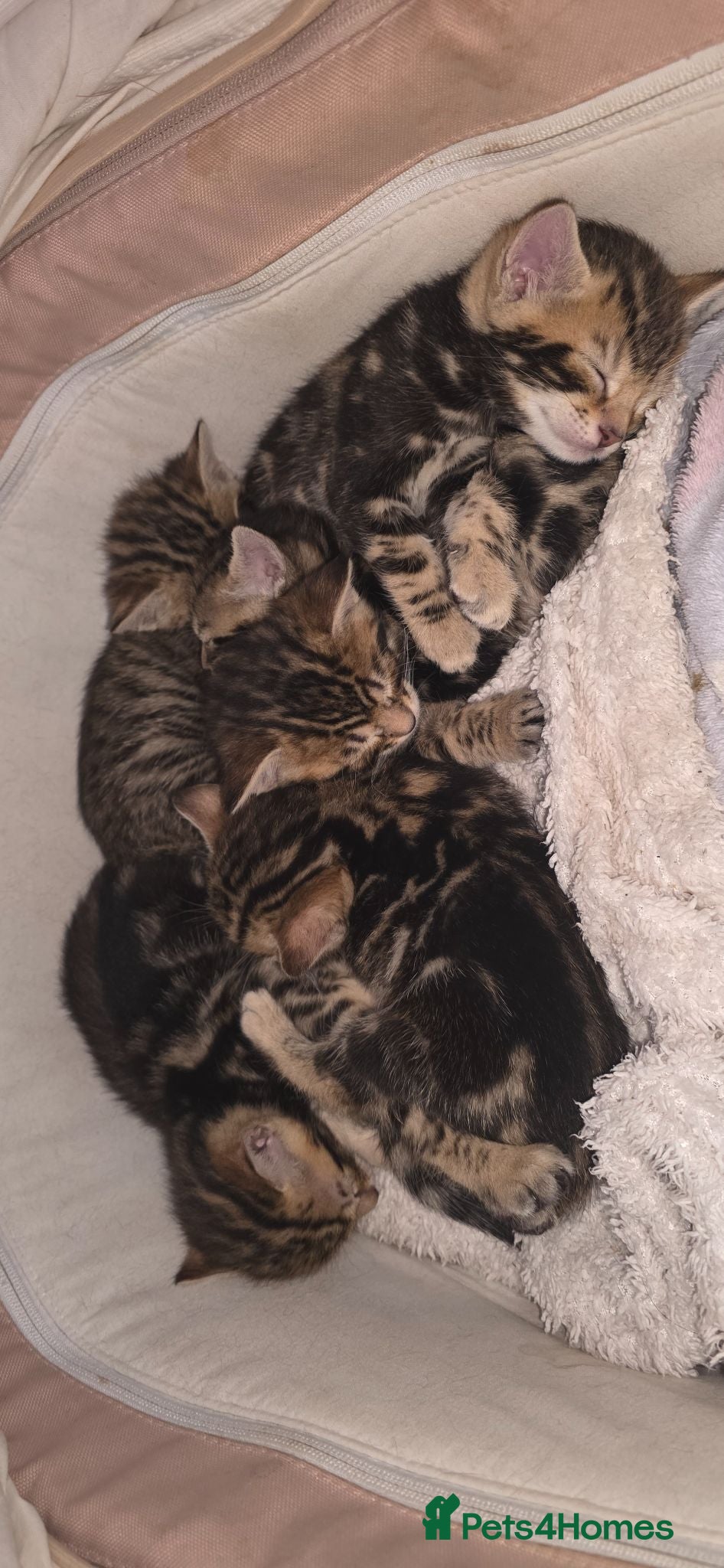 Bengal cats Beautiful Purebred Bengal Kittens - Advert 3